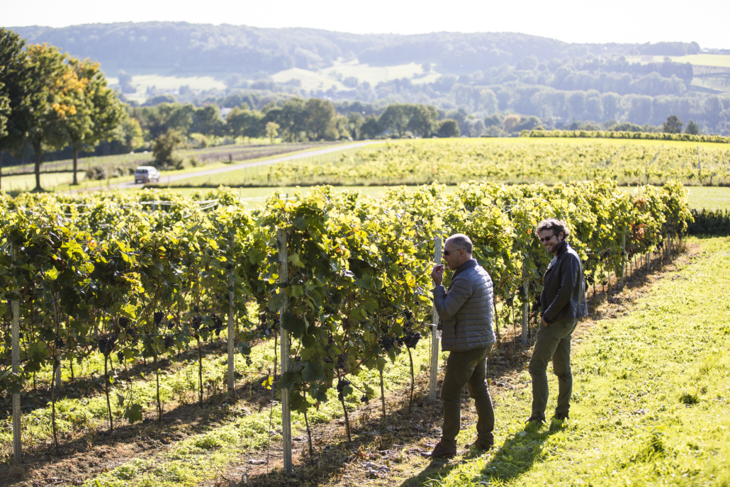 mensen die staan te kijken bij een wijngaard